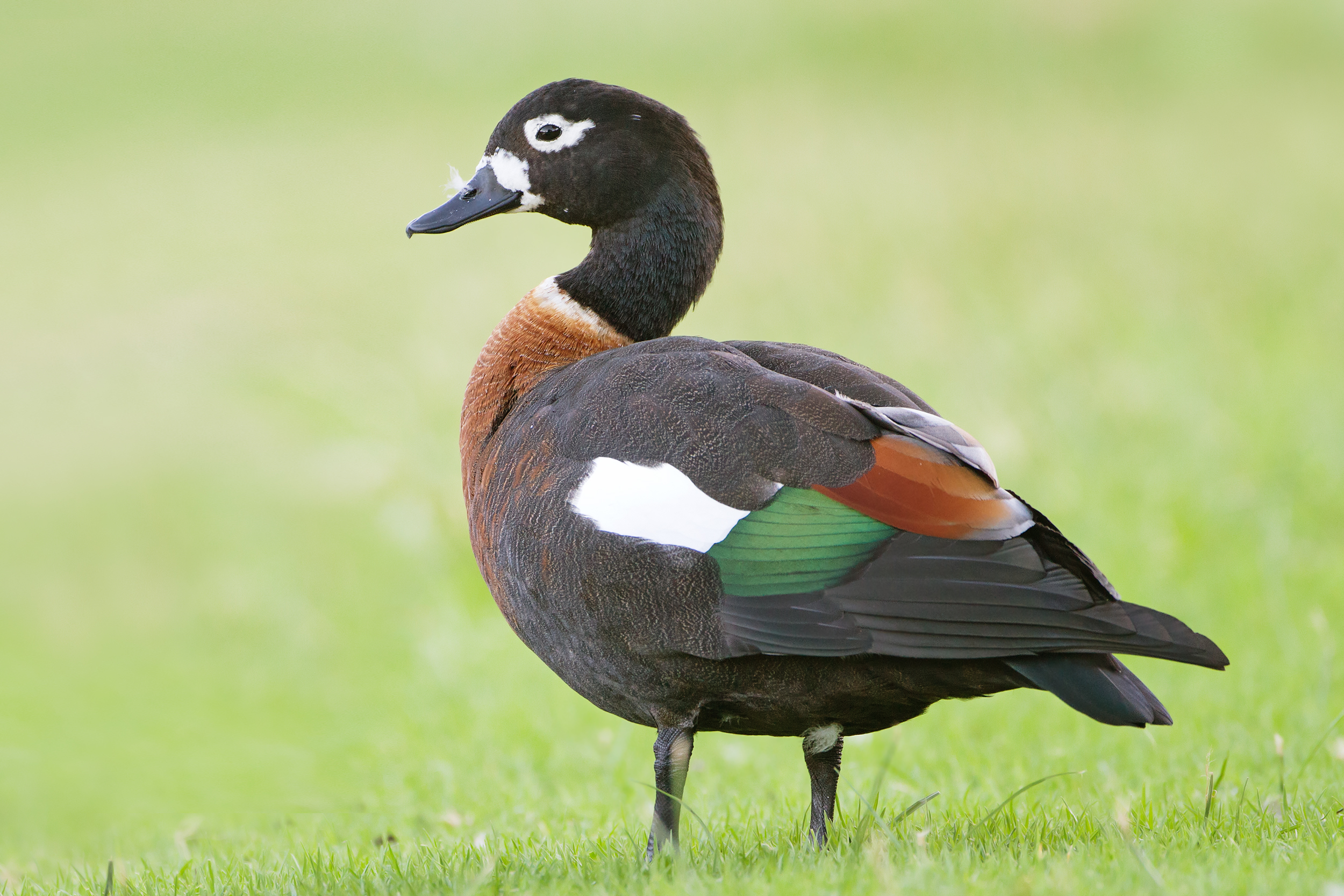 Mountain Duck 4.12.5.20230 + Key Free Download [2023]